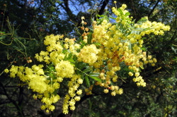 Acacia pubescens (Downy Wattle)